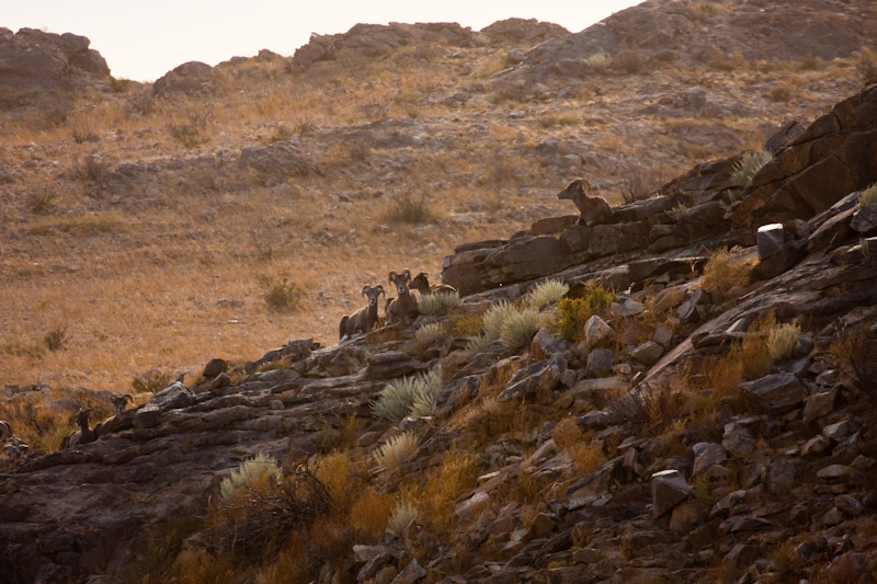 Argali